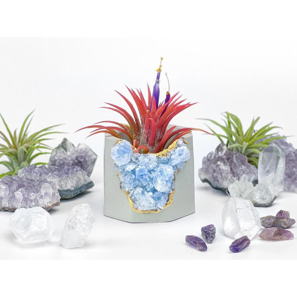 Succulent Crystal Planter | Geode Planter | Raw Blue Calcite - Picture 1 of 9